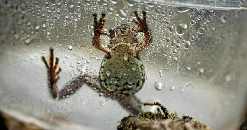 o broasca de nici doi centimetri i a dezorientat pe cercetatori o noua specie otravitoare descoperita in ecuador 6ac0b463df0b9