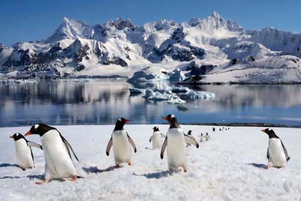 o noua specie de pinguin a fost descrisa dupa mai bine de un secol 6acb9fa8f3071