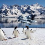 o noua specie de pinguin a fost descrisa dupa mai bine de un secol 6acb9fa97dd8e