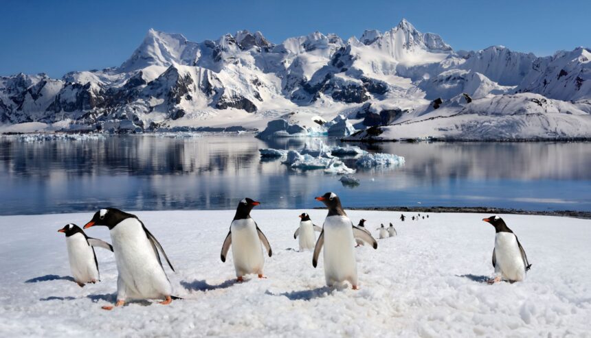 o noua specie de pinguin a fost descrisa dupa mai bine de un secol 6acb9fa97dd8e