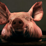 saga capetelor de porc continua un al doilea incident tip cosa nostra la proprietatile cofondatorului aur marius lulea 6ad7432d11ca7