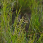 se reproduce sexual dar produce urmasi asemenea unor clone planta care sfideaza regulile mostenirii genetice 6ac2812a831d0