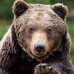 senatorul pnl varga glad explica de ce creste cota la ursul brun vietile unor oameni si familii au fost schimbate pentru totdeauna 6ac7923190691