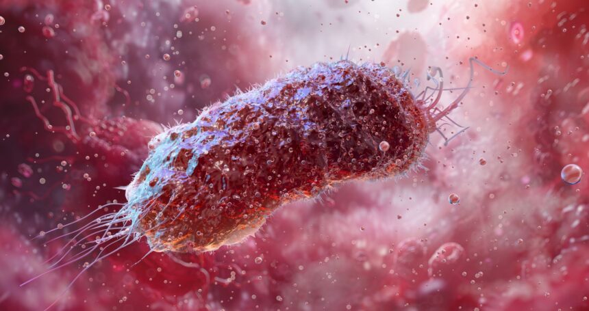 un compus produs de bacteriile intestinale ar putea accelera modificarile asociate bolii alzheimer 6ac7b941b35d1