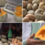 video cel mai dulce dovleac din romania povestea soiului inovator de la dabuleni care cucereste gospodinele si pietele cat costa kilogramul 6adefc299108d