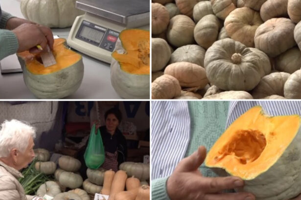video cel mai dulce dovleac din romania povestea soiului inovator de la dabuleni care cucereste gospodinele si pietele cat costa kilogramul 6adefc299108d