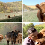 video vacutele cu breton vedete in maramures povestea celor doi soti care si au transformat gospodaria intr un colt de scotia 6adeee1ac91ba