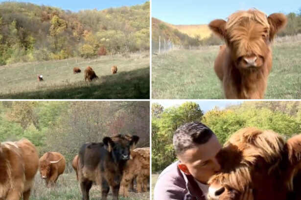 video vacutele cu breton vedete in maramures povestea celor doi soti care si au transformat gospodaria intr un colt de scotia 6adeee1ac91ba
