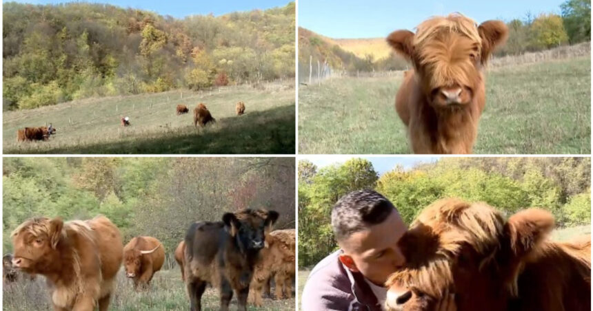video vacutele cu breton vedete in maramures povestea celor doi soti care si au transformat gospodaria intr un colt de scotia 6adeee1ac91ba